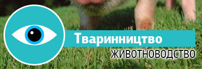 Тваринництво Тваринництво