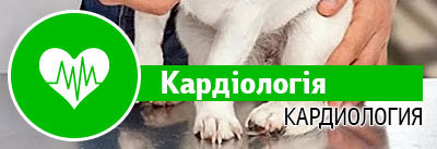 Кардіологія Кардіологія